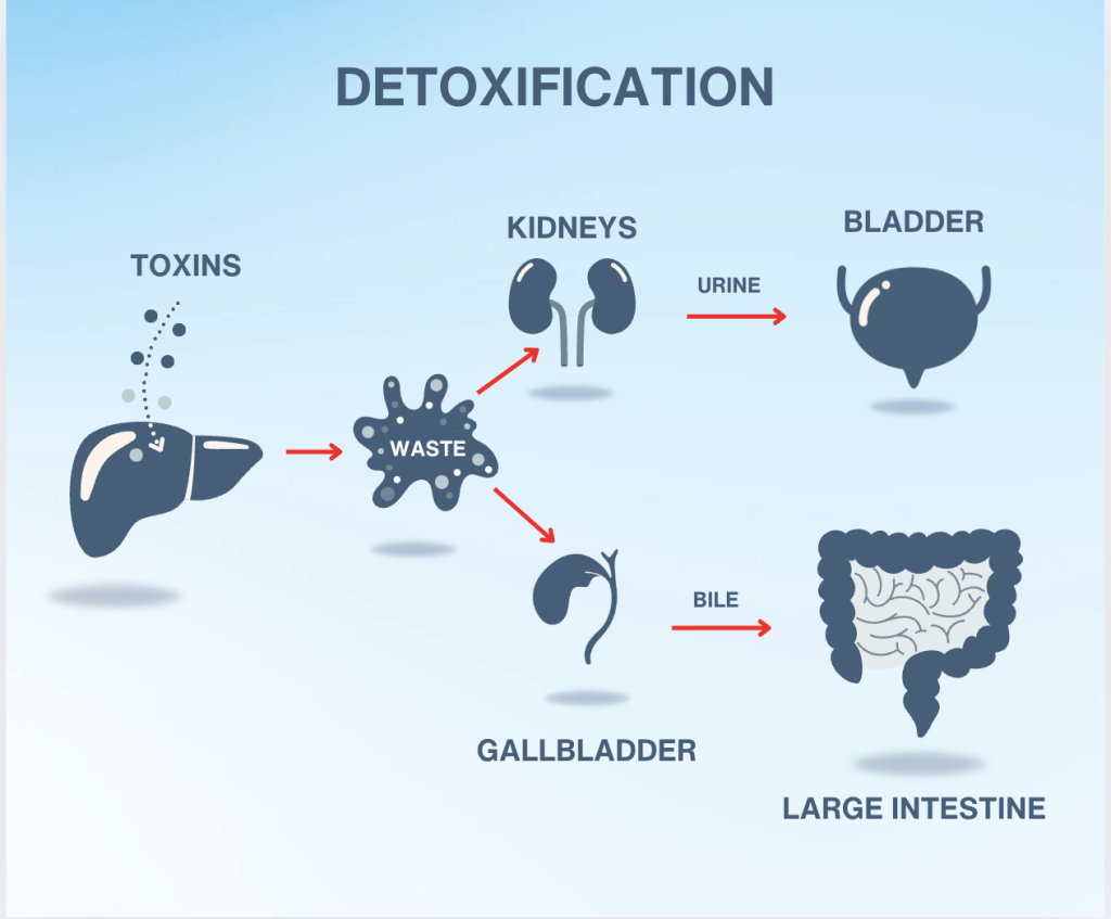 Detoxification: Restoring Balance for Optimal Health 